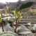 2023新茶早春茶蒙顶黄芽黄茶茶叶四川雅安蒙顶山茶明前