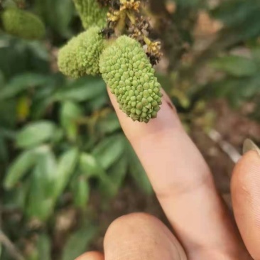 荔枝基地大量供应全国空运当天配送到货西藏新疆青海等