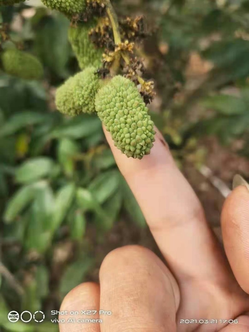 荔枝基地大量供应全国空运当天配送到货西藏新疆青海等