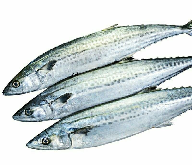 新鲜鲅鱼体肥刺少肉厚新鲜营养美味（5斤1件包邮）