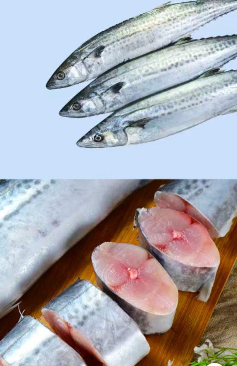 新鲜鲅鱼体肥刺少肉厚新鲜营养美味（5斤1件包邮）