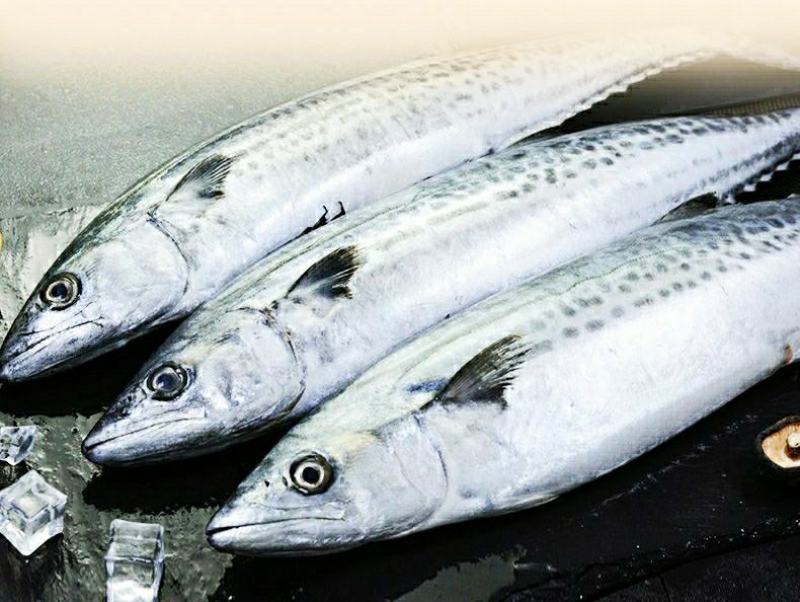 新鲜鲅鱼体肥刺少肉厚新鲜营养美味（5斤1件包邮）