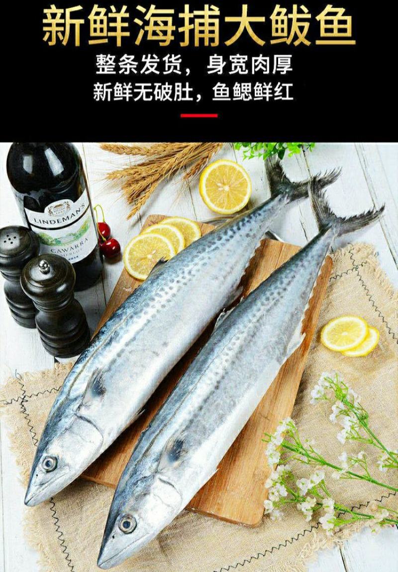 新鲜鲅鱼体肥刺少肉厚新鲜营养美味（5斤1件包邮）