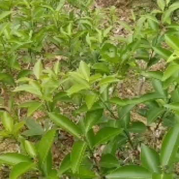 沃柑苗，易管理产量非常高，南北方都可以种植