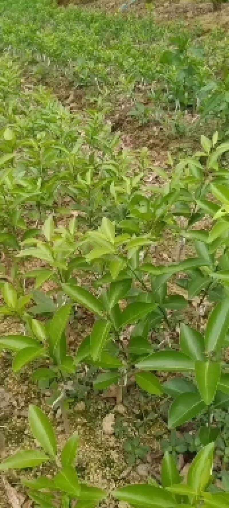 沃柑苗，易管理产量非常高，南北方都可以种植