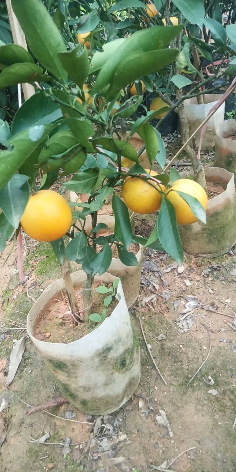 沃柑苗，易管理产量非常高，南北方都可以种植
