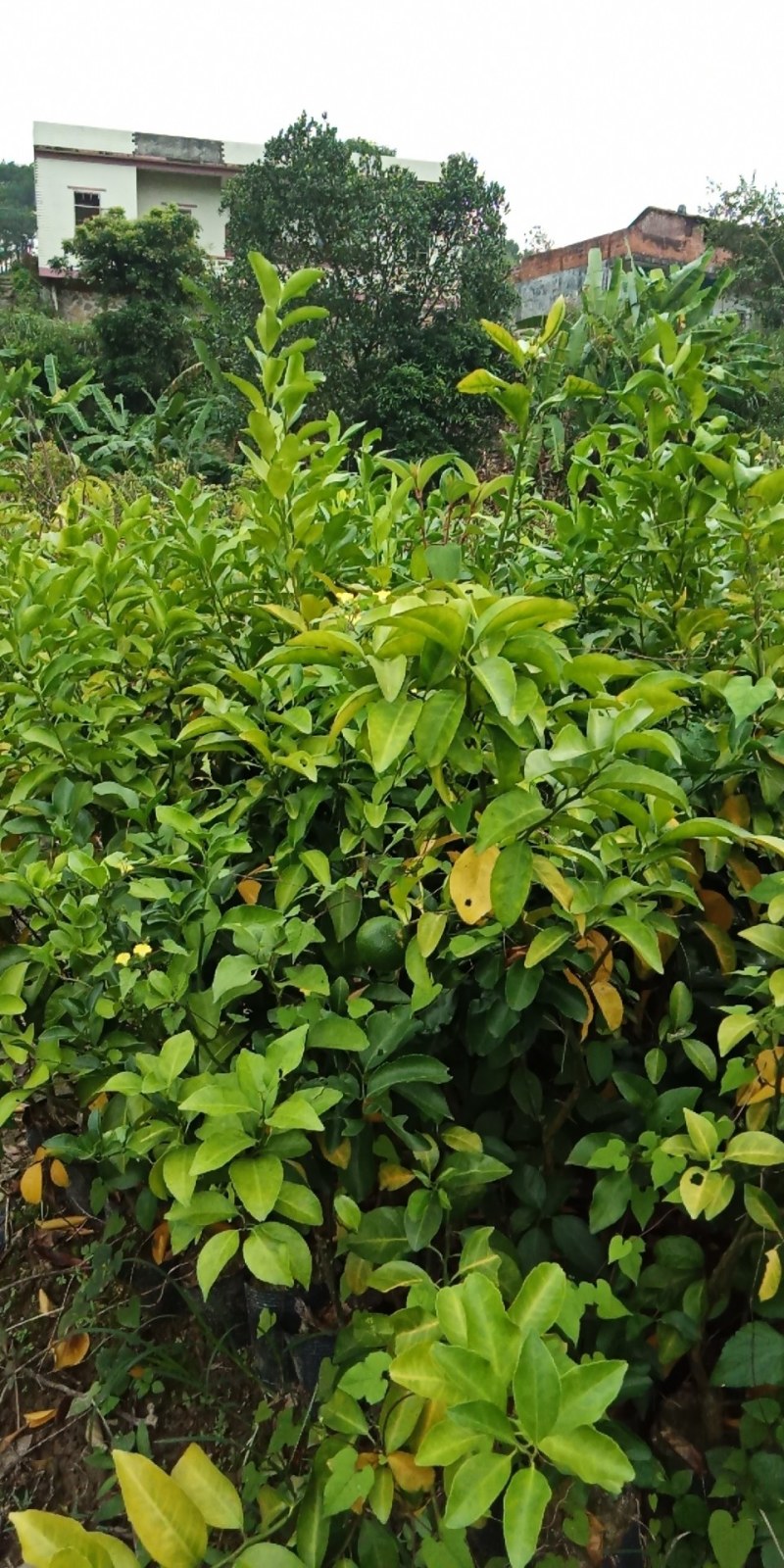 沃柑苗，易管理产量非常高，南北方都可以种植