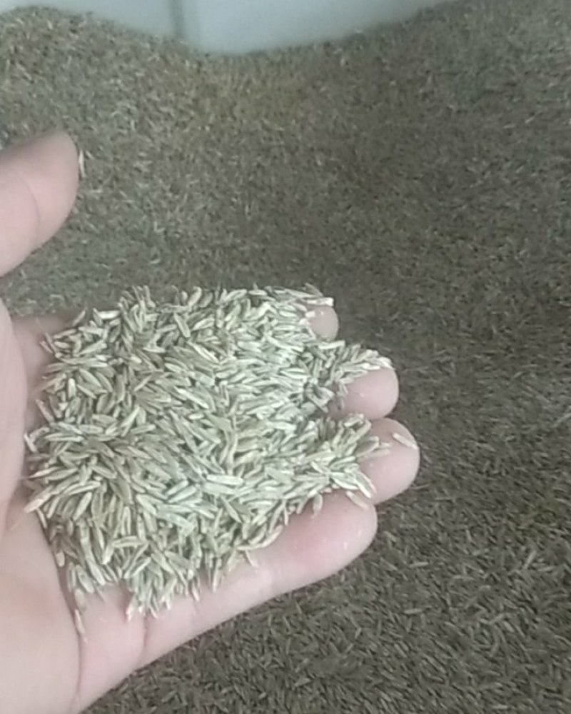 四季青草坪种子护坡草子高羊茅狗牙根黑麦草耐践踏庭院绿化草