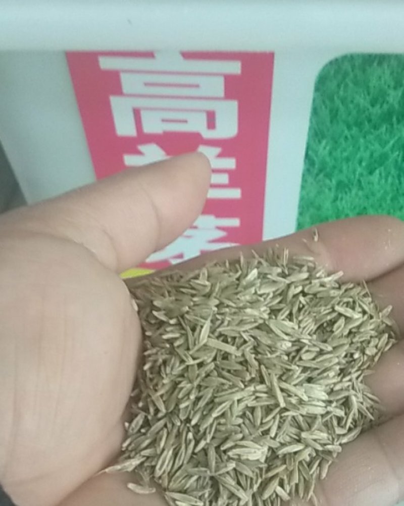 四季青草坪种子护坡草子高羊茅狗牙根黑麦草耐践踏庭院绿化草