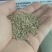 小米草种子