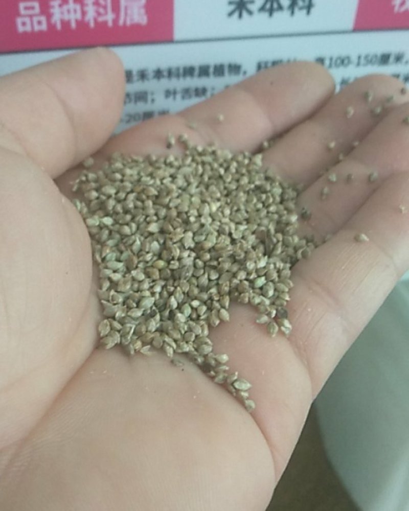 小米草种子