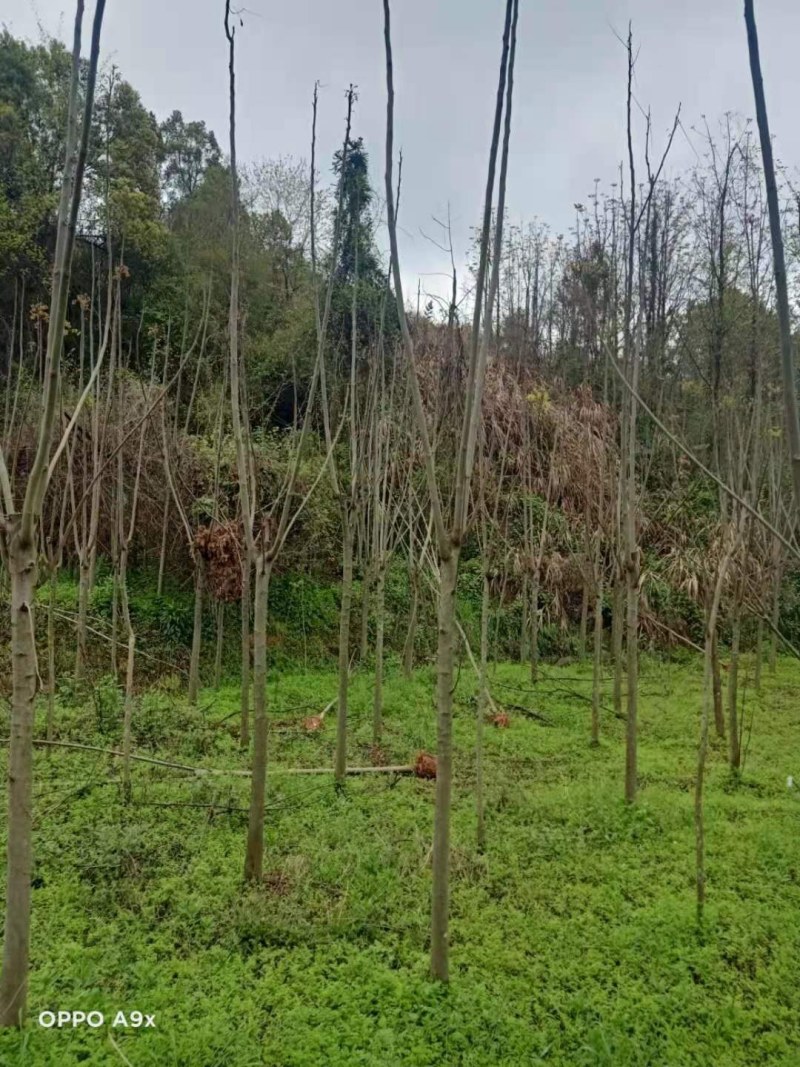 栾树各种规格江西栾树大量供应
