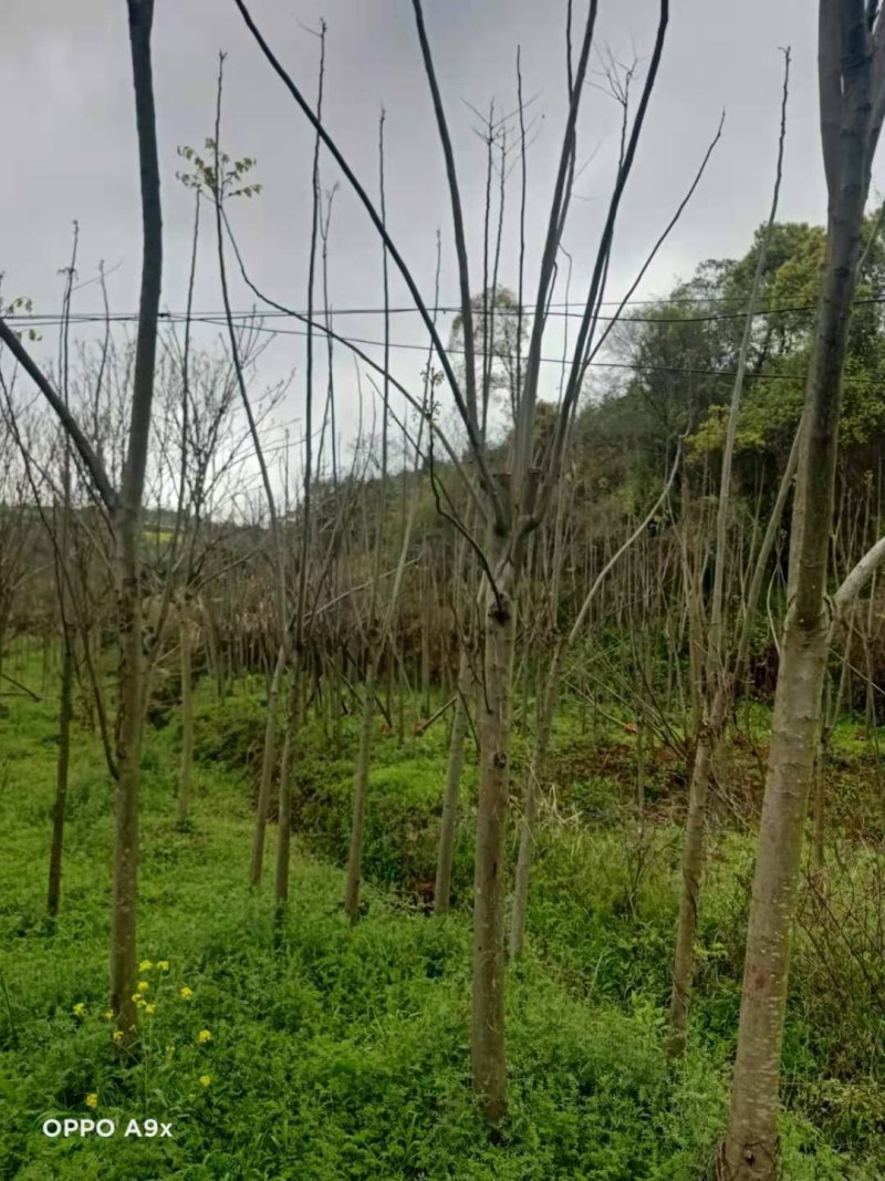 栾树各种规格江西栾树大量供应