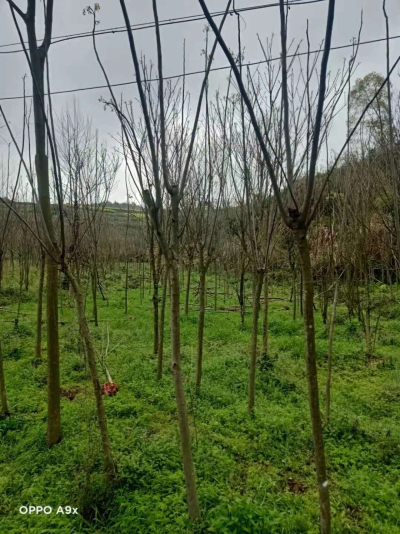 栾树各种规格江西栾树大量供应