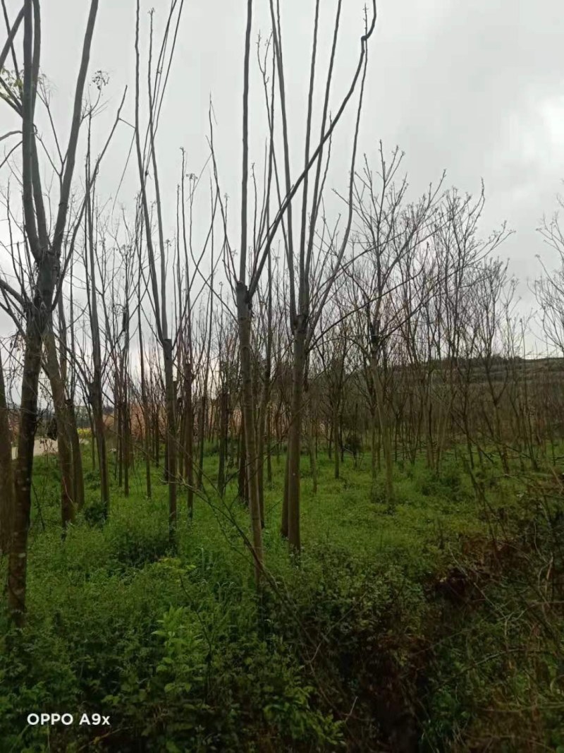 栾树各种规格江西栾树大量供应