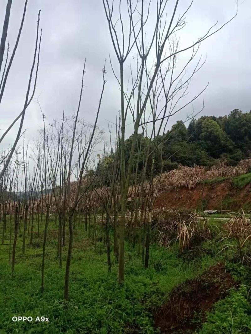栾树各种规格江西栾树大量供应