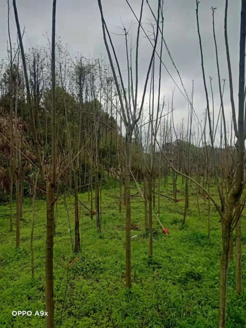 栾树各种规格江西栾树大量供应