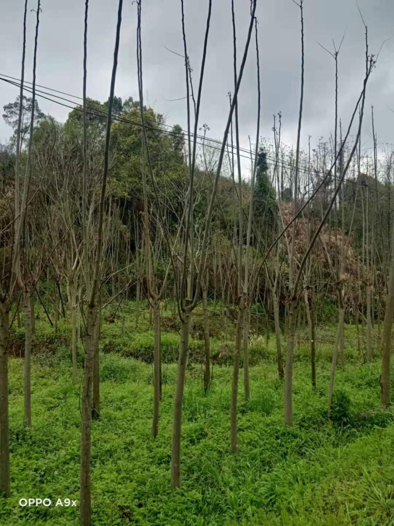 栾树各种规格江西栾树大量供应