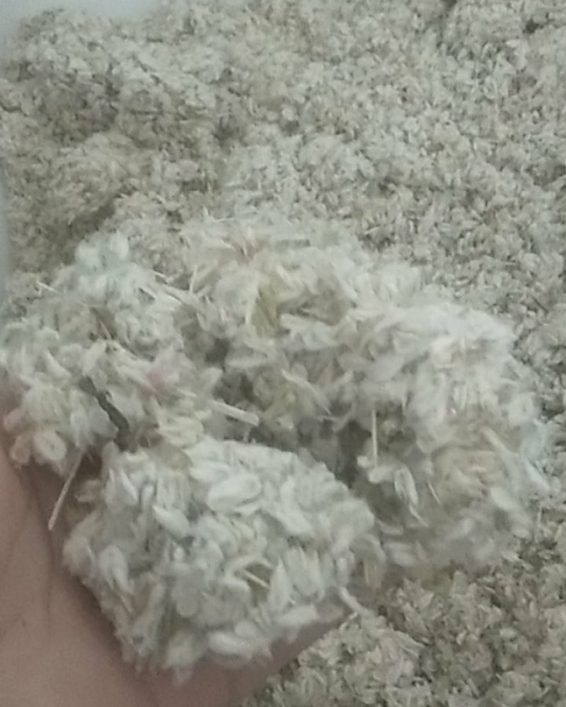 千日红/千日紫种子花期长易种植花坛花海景观绿化花卉种子