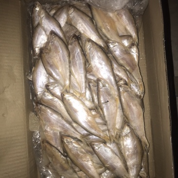 毛扣鱼，黄鲫鱼，适合超市，食堂，集市，电商