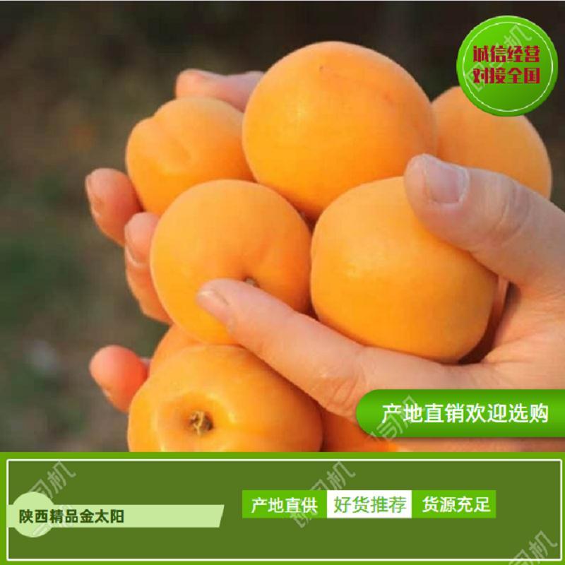 金太阳杏凯特杏陕西大荔杏主产地品种齐全个大味甜