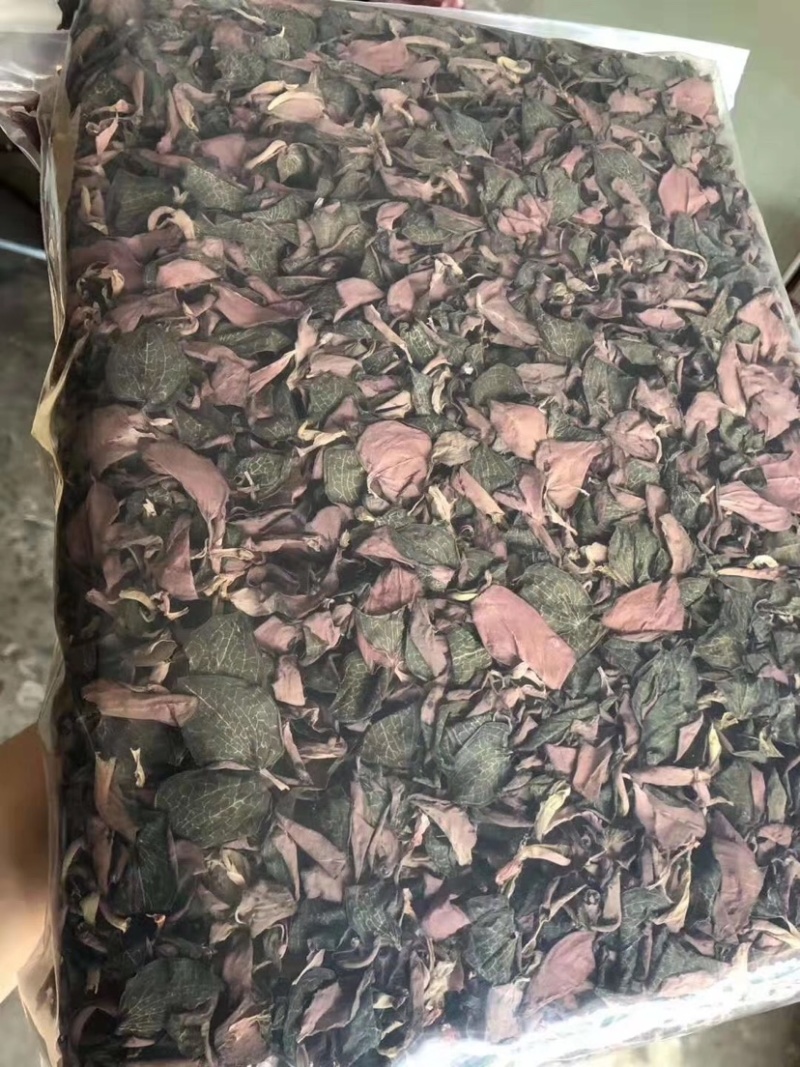 金线莲种子金线莲苗子提供技术可货到付款包邮