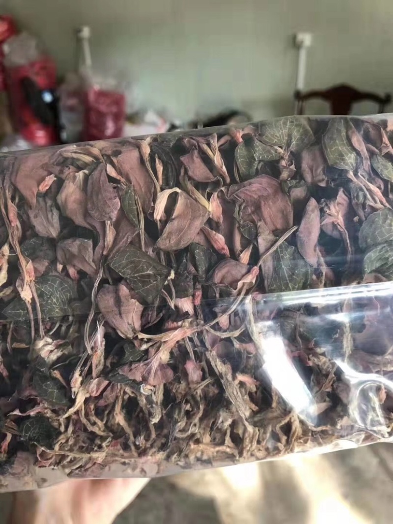 金线莲种子金线莲苗子提供技术可货到付款包邮