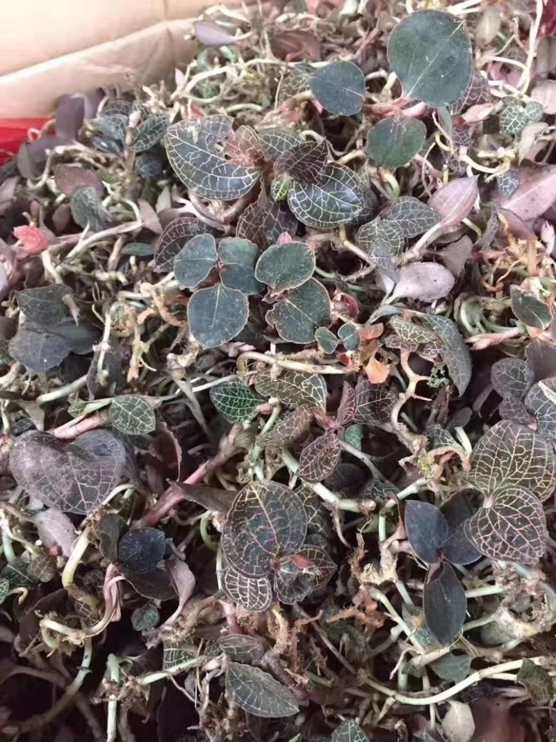 金线莲种子金线莲苗子提供技术可货到付款包邮