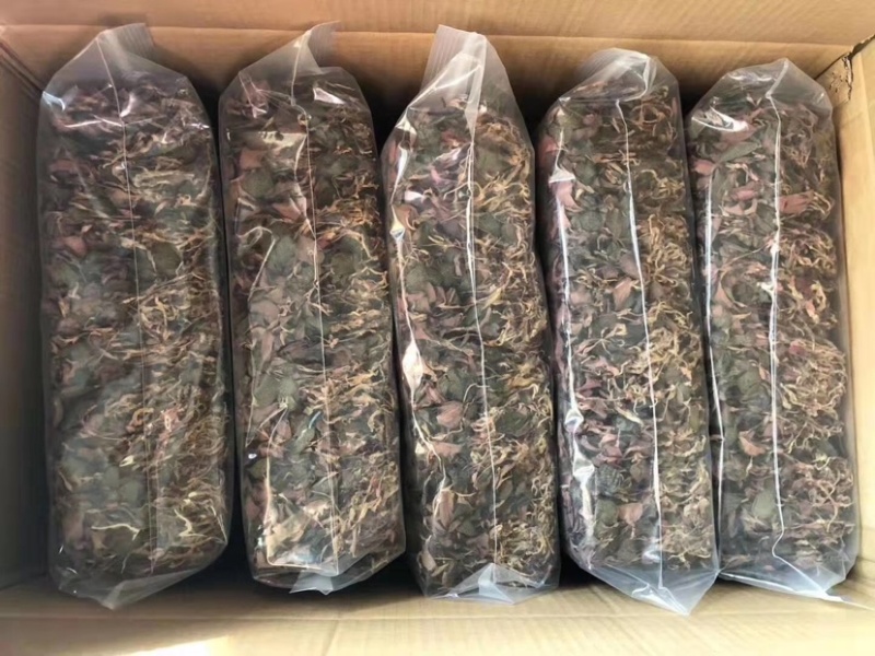 金线莲种子金线莲苗子提供技术可货到付款包邮