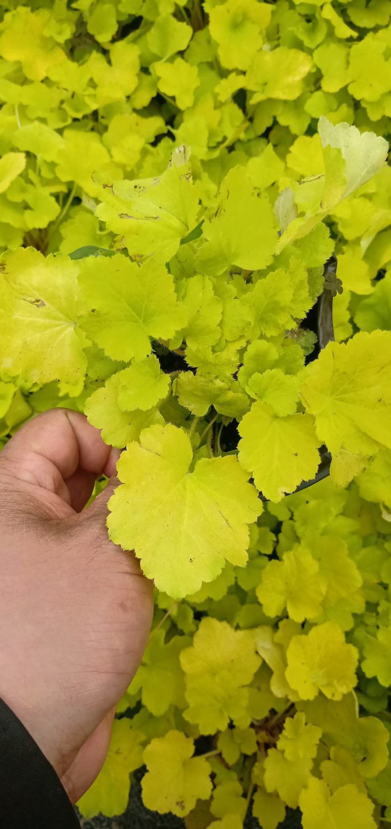 【推荐】矾根双色杯苗规格齐全保证成活园林绿化工程用苗量大价低