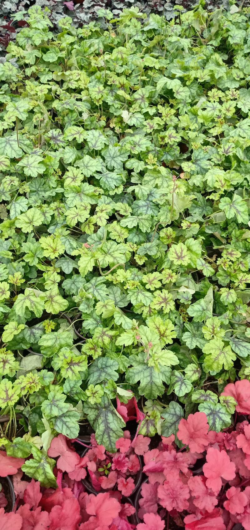 【推荐】矾根双色杯苗规格齐全保证成活园林绿化工程用苗量大价低