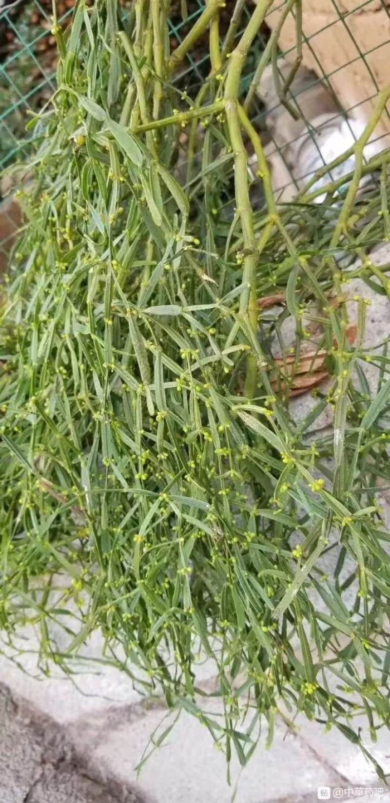 螃蟹脚，寄生，一手货源，颜色绿，长期大货