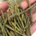 螃蟹脚，寄生，一手货源，颜色绿，长期大货