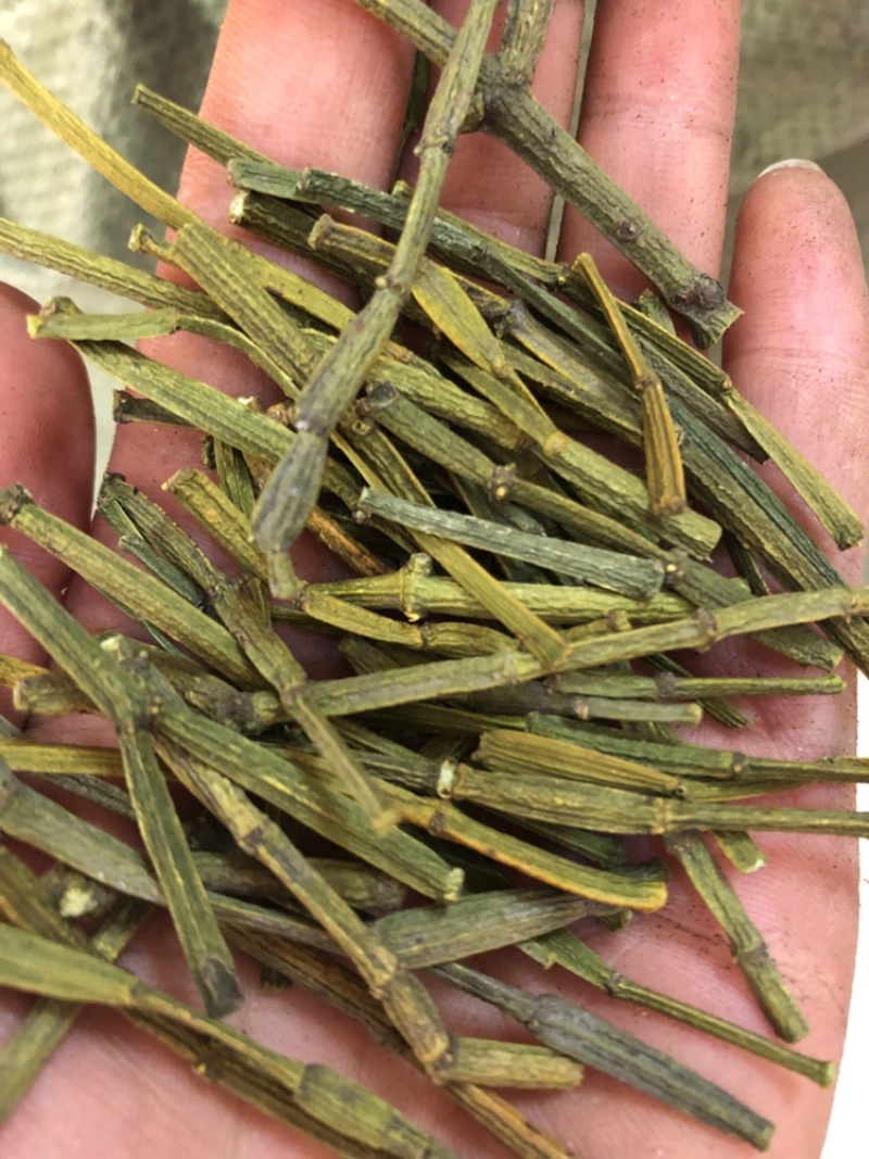 螃蟹脚，寄生，一手货源，颜色绿，长期大货