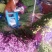 百合鲜花全国空运当天到货空运便宜当天到货