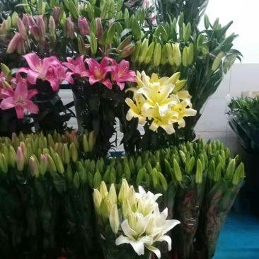 百合鲜花全国空运当天到货空运便宜当天到货