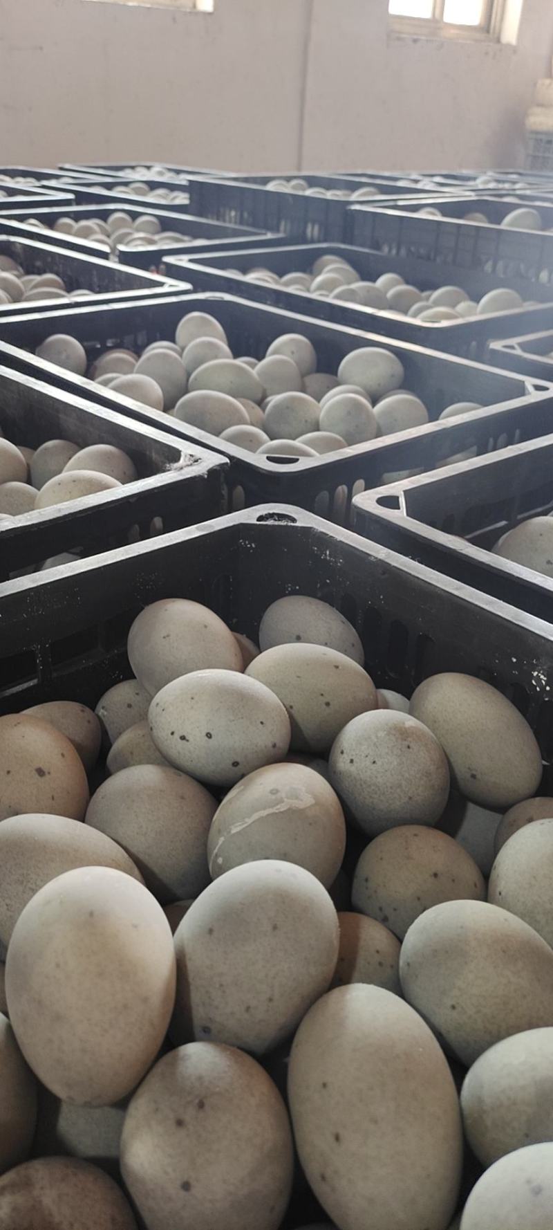 松花蛋，次品蛋大量有货质量好价格优，寻找长期合作伙伴