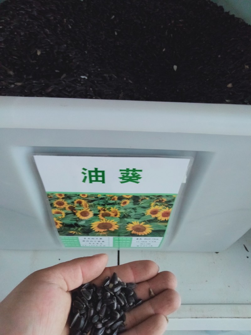 向日葵种籽子观赏玩具熊多头迷你向日葵种子春夏种植花海