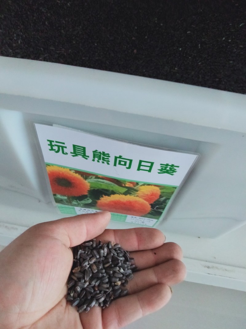 向日葵种籽子观赏玩具熊多头迷你向日葵种子春夏种植花海