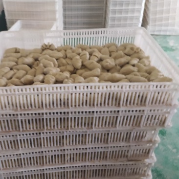 面筋头批发正规厂家，纯谷朊粉手工制作