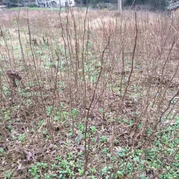 红叶香椿小苗大量供量香椿小苗