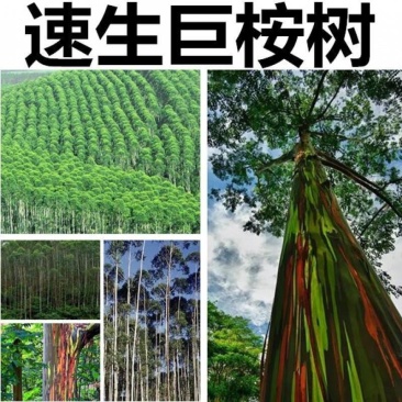 速生桉树种子林木种子巨桉树小叶桉树种子公园行道树园林