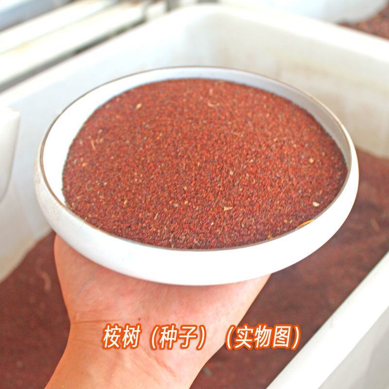 速生桉树种子林木种子巨桉树小叶桉树种子公园行道树园林