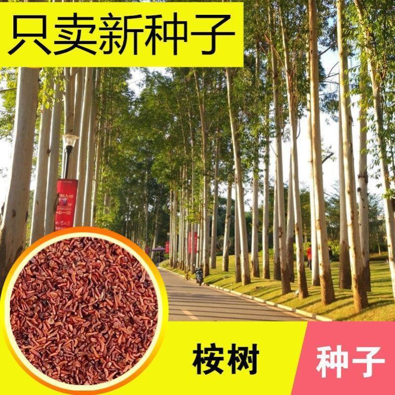 速生桉树种子林木种子巨桉树小叶桉树种子公园行道树园林