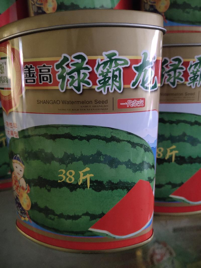 绿霸龙西瓜种子，中熟偏早果实椭圆形、抗病大果型、口感好