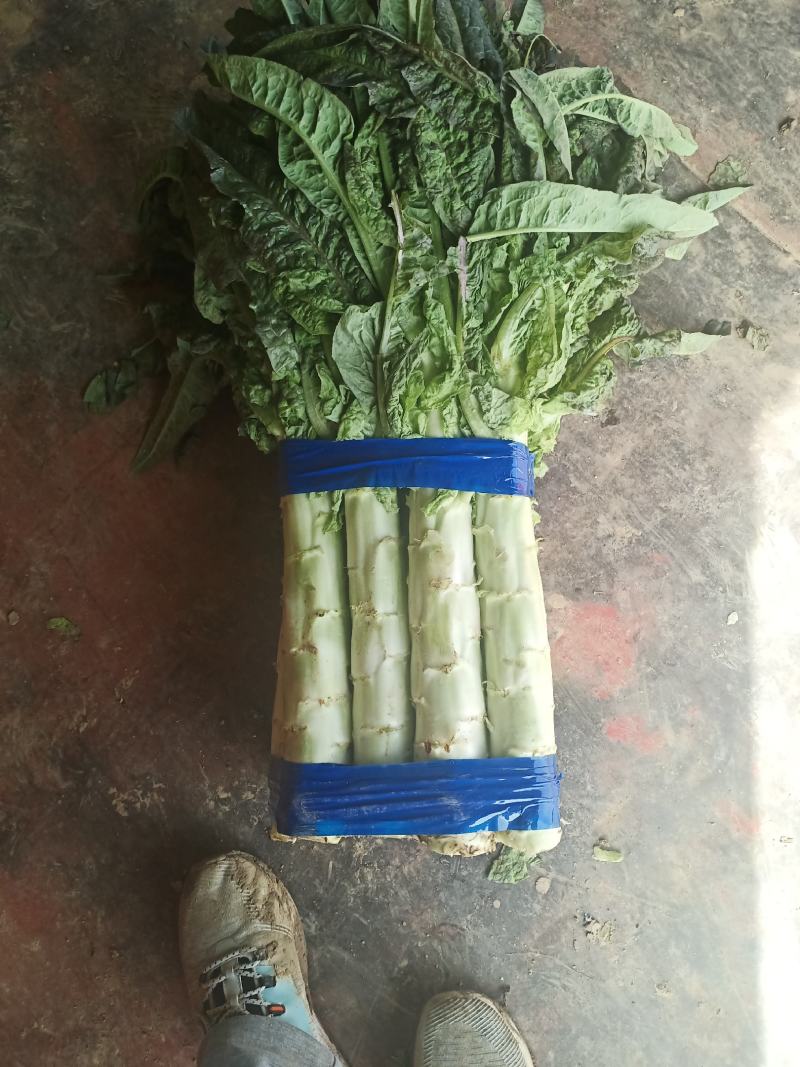陕西精品红叶香莴苣大量上市，货源充足，可提供视频看货