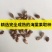八棱海棠树种子净籽怀来海棠可嫁接苹果砧木新采开花林木种子