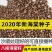 八棱海棠树种子净籽怀来海棠可嫁接苹果砧木新采开花林木种子