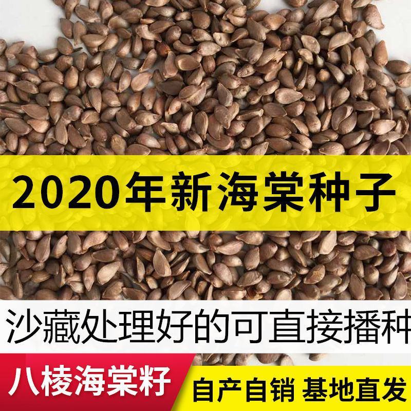 八棱海棠树种子净籽怀来海棠可嫁接苹果砧木新采开花林木种子