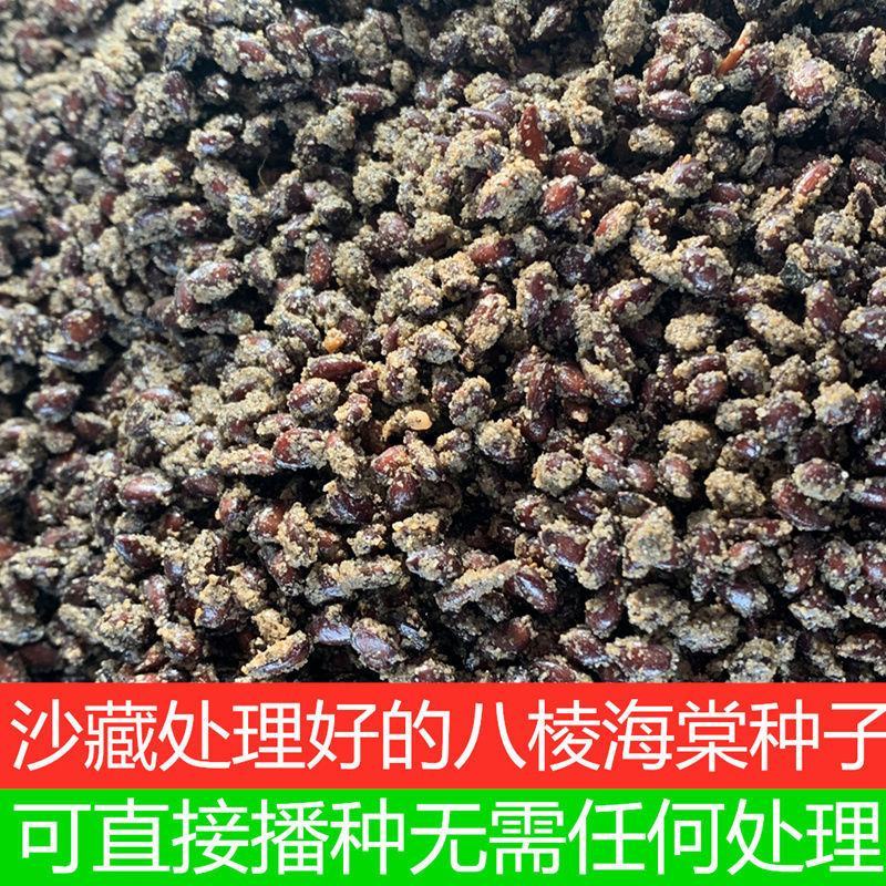 八棱海棠树种子净籽怀来海棠可嫁接苹果砧木新采开花林木种子